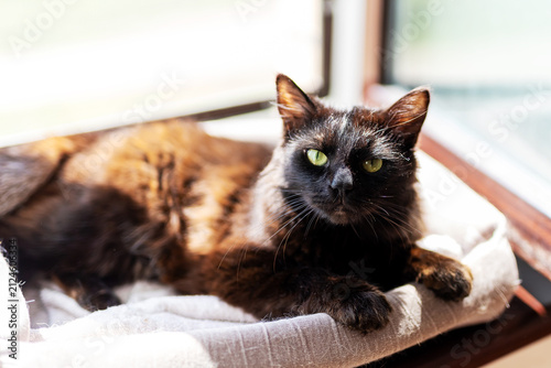 Black short haired cat with bright green eyes resting on sunlit windowsill beside soft white blanket, calm indoor pet portrait with glossy fur and warm natural light