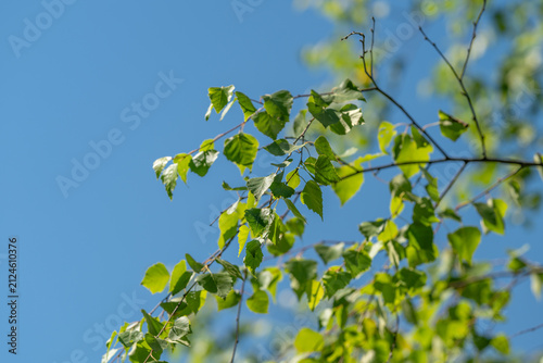 Bright green leaves dance gently under the clear blue sky on a vibrant day in the park during springtime