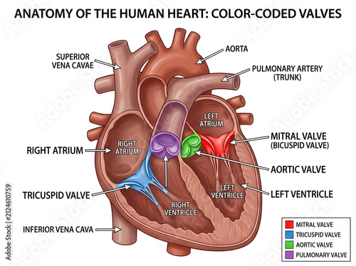 Human heart anatomy with color-coded valves diagram