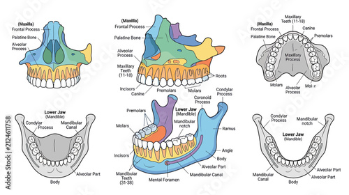 Obraz na plátně Human Jawbone Anatomy Diagram with Labels
