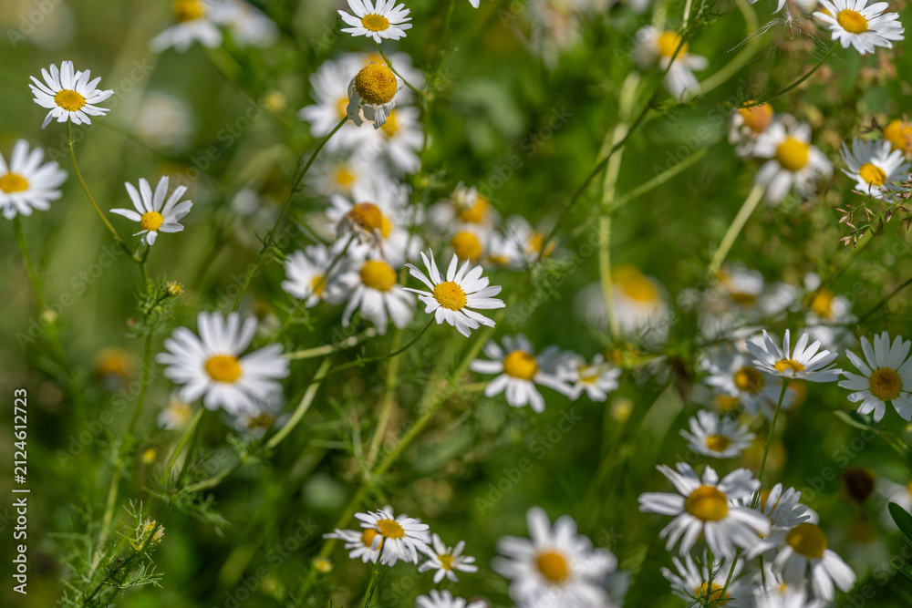 Fototapeta premium Vibrant wildflowers dance gently in the warm sunlight of a serene meadow on a beautiful summer day