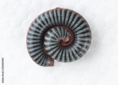 Cuadro en lienzo Coiled millipede on white foam background, macro close up of a living arthropod