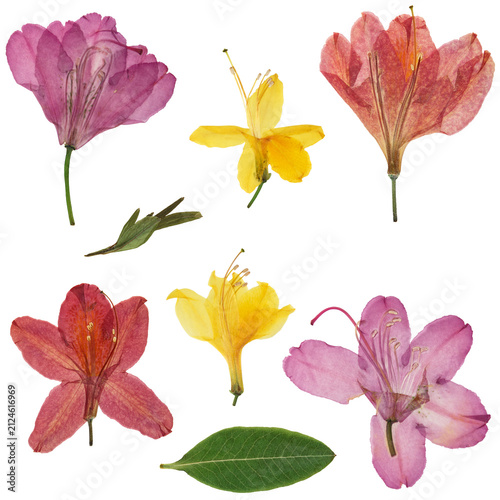 Herbarium. Set of pressed and dried rhododendron, azalea flowers. Digital herbarium, scrapbooking. Ipomoea flowers, isolated on white.
