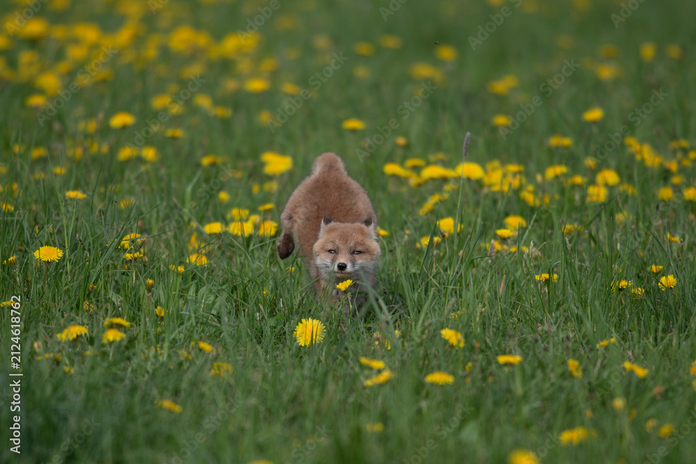 Naklejka premium Young red fox kit sitting in a field of wild yellow dandelions and lush green grass with wildlife