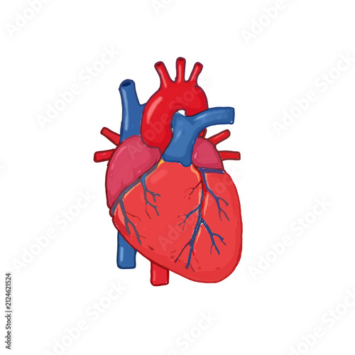 Bild auf Leinwand Human heart anatomy illustration with transparent dark background