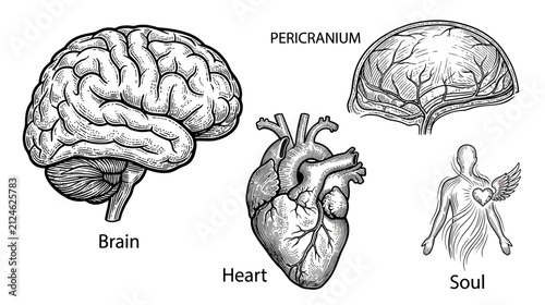 Картината върху платно Human Anatomy: Brain, Heart, and Soul Illustration