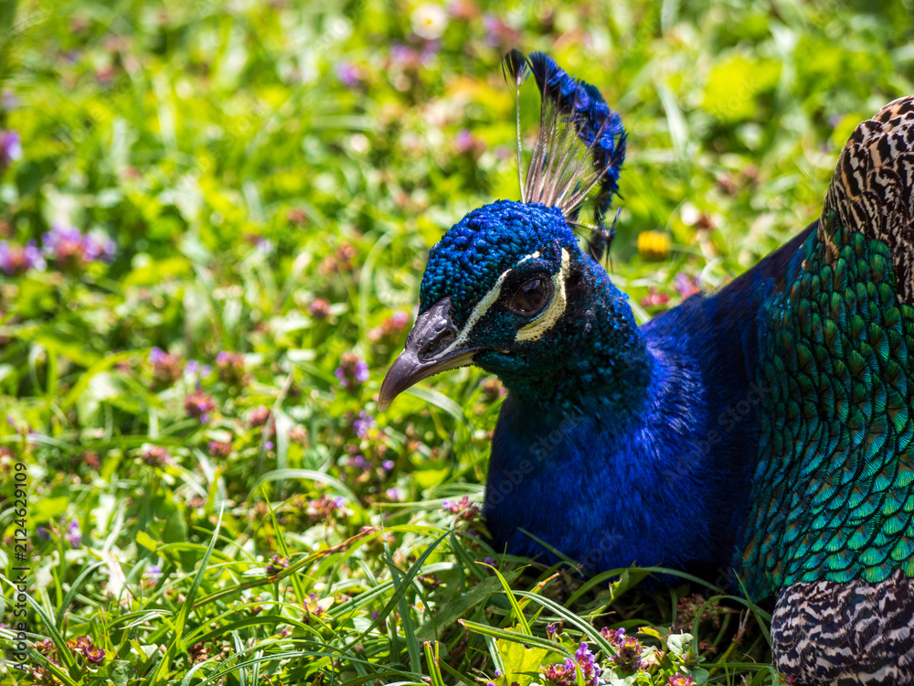 Obraz premium Close-up portrait of a male Indian peacock showing vivid blue plumage, detailed face, beak, eye and elegant feather crest against a soft green natural background.