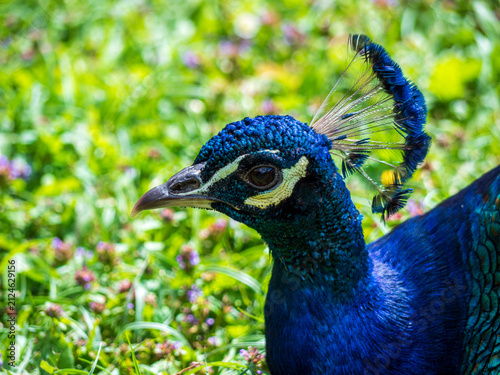 Close-up portrait of a male Indian peacock showing vivid blue plumage, detailed face, beak, eye and elegant feather crest against a soft green natural background.