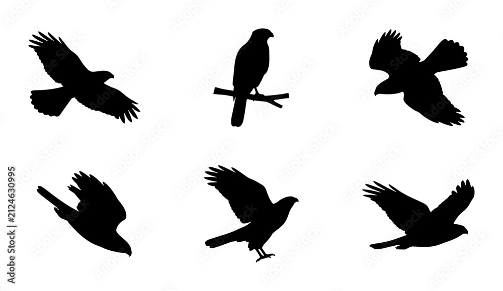 Fototapeta premium Bird Silhouettes Collection: Majestic Hawks in Flight and Perched, Vector Icons for Nature and Wildlife Design