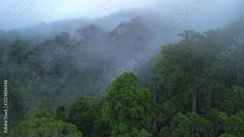 Drone rising above mist-covered primary tropical rainforest revealing forested hill at dawn near Sungai Tembeling, Al-Sultan Abdullah Royal Tiger Reserve, Pahang, Malaysia