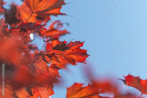 Bright red leaves sway gently in the breeze under a blue sky during autumn