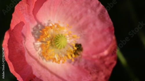 A honeybee and a bumblebee are actively gathering nectar from the yellow center of a pink poppy