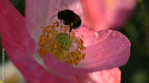 A large bumblebee gathers nectar from the yellow center of a pink field poppy