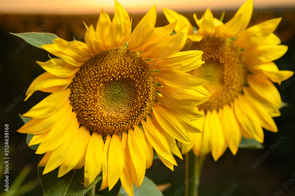 Obraz premium Sunflowers in golden light