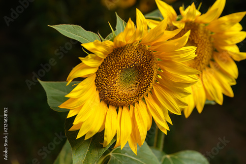 Sunflowers in golden light