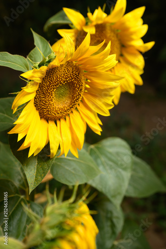 Sunflowers in golden light