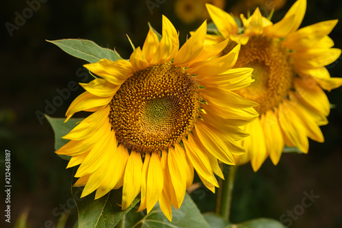Sunflowers in golden light