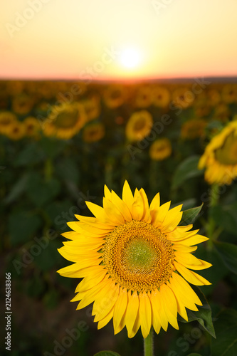 Sunflowers in golden light