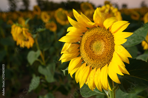 Sunflowers in golden light