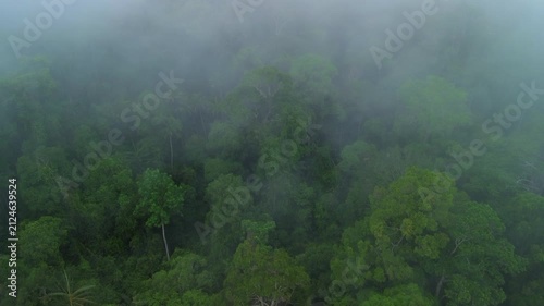 Aerial flyover above misty primary tropical rainforest with emergent trees near Sungai Tembeling, Al-Sultan Abdullah Royal Tiger Reserve, Pahang, Malaysia