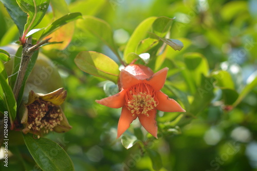 Close-up of a pomegranate flower and fruit on a single green branch