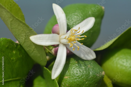 Close-up of a white lemon blossom and green fruit on a clear day