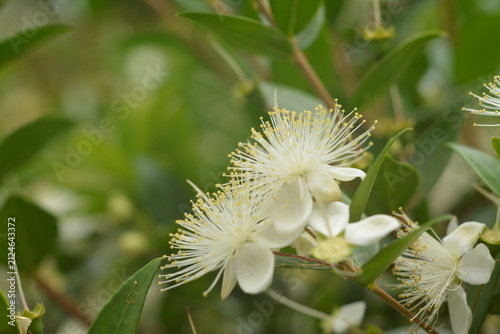 Close-up of white myrtle (Myrtus) flowers on the bush