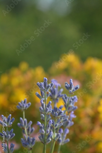 Purple lavender flowers against a blurred background of a yellow flowerbed