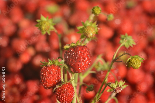 A sprig of ripe red wild strawberries against a blurred background of the harvested crop