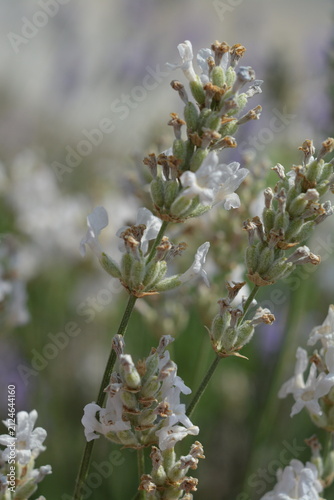 Close-up of fragrant white lavender outdoors