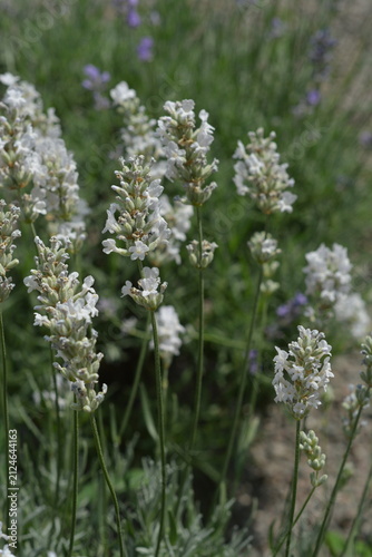White and purple lavender grow outdoors in the garden