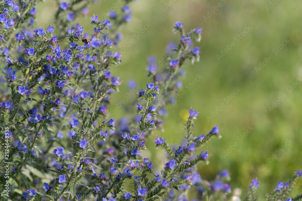 Obraz premium Close view of wild purple blue flowers on slender stems with soft green meadow backdrop and natural sunlight highlighting delicate petals, buds, and fresh botanical detail