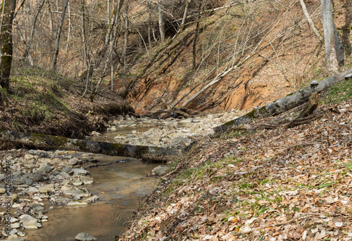 Spring forest stream with wildflowers on a sunny day