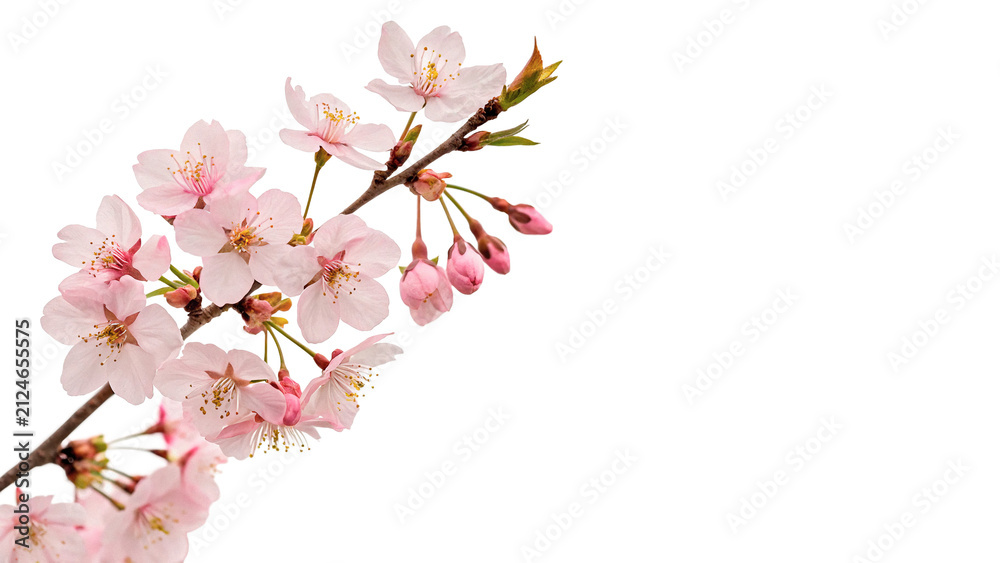 Obraz premium Beautiful spring sakura cherry blossom branch with pink blooming flowers isolated on transparent background cut out