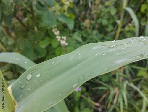 Foto Arundo donax leaf is notable for its light green color and dew drops on the surf