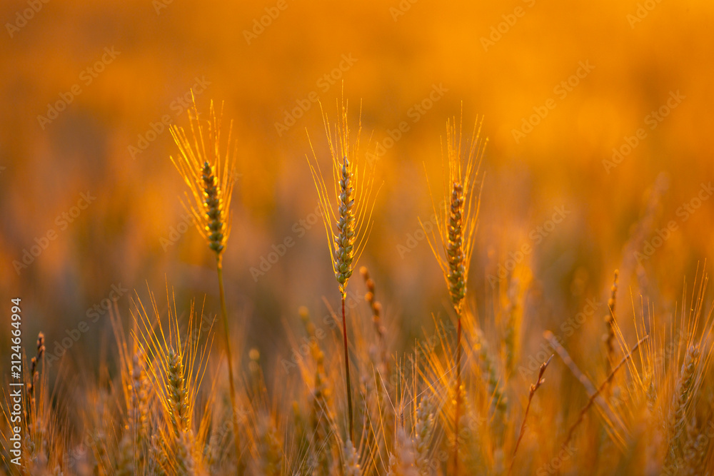 Obraz premium Plant stem in sunlight. Plant ear in field. Cereal plant close up. Green plant at sunset.