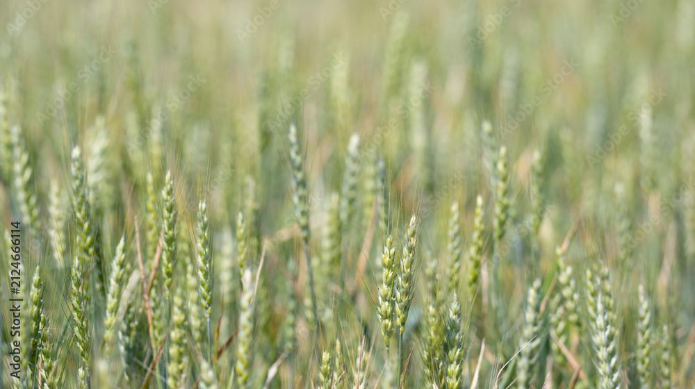 Obraz premium Wheat spikelets show young cereal growth. Fresh wheat spikelets create rural texture. Organic wheat spikelets support natural farming. Green wheat spikelets fit soft background.