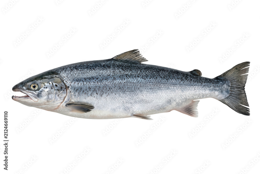 Obraz premium Atlantic salmon swimming isolated on black background