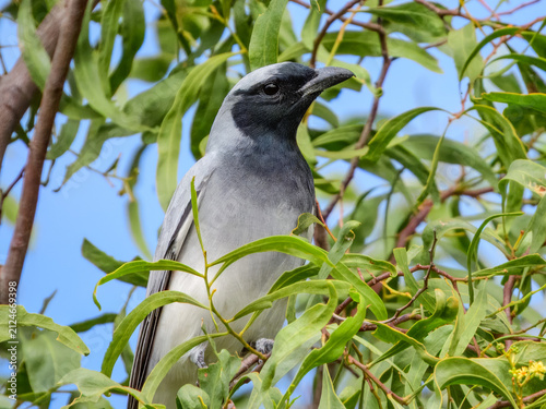 Black-faced Cuckoo-shrike (Coracina novaehollandiae) in Australia