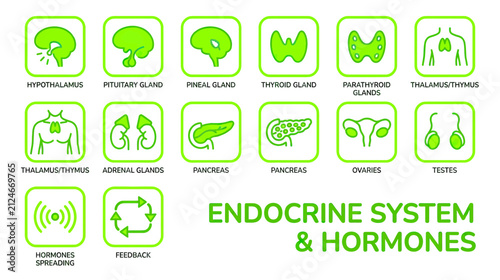 Obraz na płótnie Endocrine System Organs and Hormones Icons