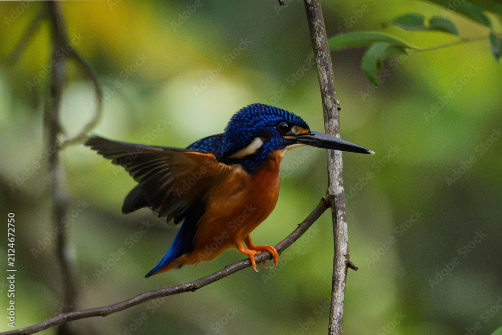 Fototapeta premium a beautiful Blue-eared Kingfisher (Alcedo meninting) perched on a tree branch in its natural habitat.