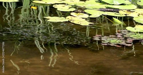 Water lily leaves with yellow water lilies and reeds. Environmental protection. Earth Day