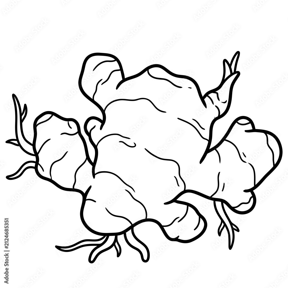 Fototapeta premium aromatic ginger kencur root line art vector illustration
