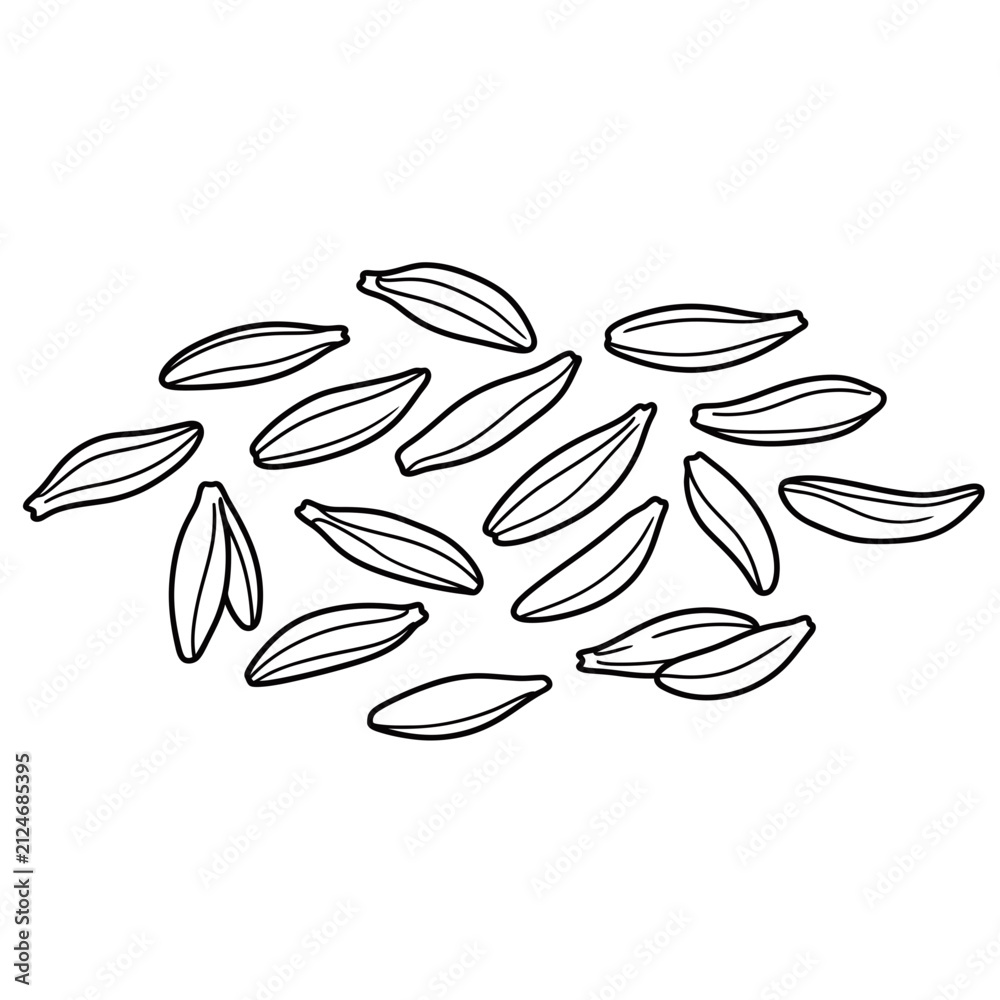 Obraz premium cumin seeds whole spice line art vector illustration