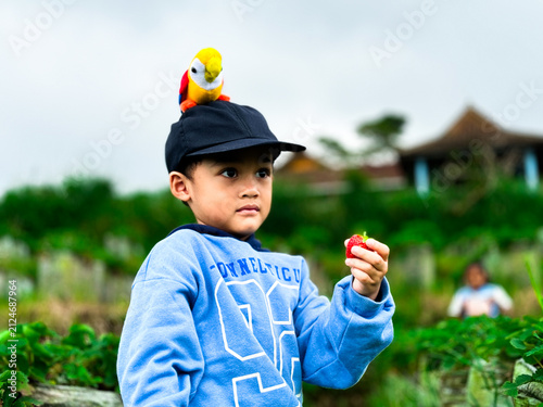 Cute young boy holding a fresh strawberry in a farm field, wearing blue sweater and hat with toy bird accessory