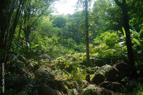 tropical forest