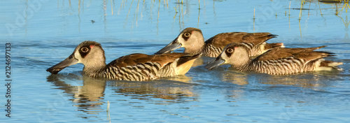 Pink-eared Duck (Malacorhynchus membranaceus) in Australia
