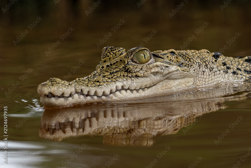 Fototapeta premium The saltwater crocodile (Crocodylus porosus), often called the