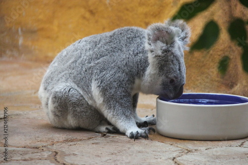 Photography koala in a zoo in vienna in austria