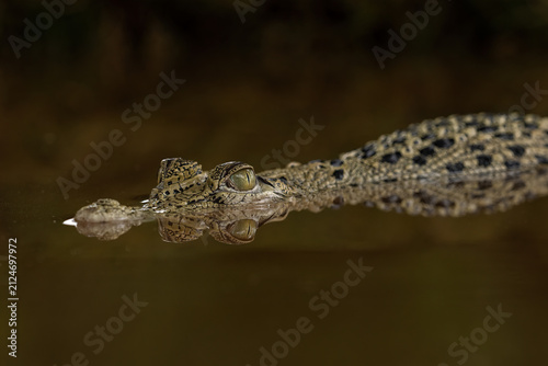 The saltwater crocodile (Crocodylus porosus), often called the 